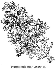 Plant Lagerstroemia indica (Crape myrtle)