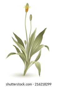 Plant lanceolata herbs