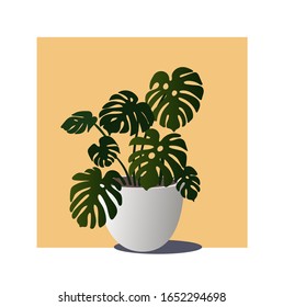 a plant with large green leaves in a white pot on the table