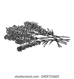 plant lavender hand drawn. vector provence, vintage herb, floral purple plant lavender vector sketch. isolated black illustration