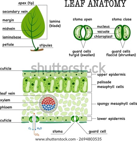 Plant Leaf Anatomy Structure Diagram Cell Parts 