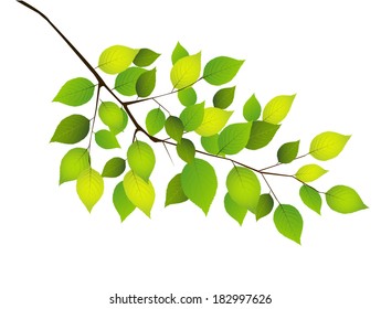 Plant leaf background