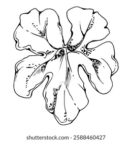 plant leaf of flower, bush tree foliage hand drawn vector ink, cloudberry alchemilla ladys mantle geranium. Isolated botanical illustration. Wedding florist, scrapbooking decoupage, cosmetics