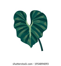 hoja de planta con forma de corazón