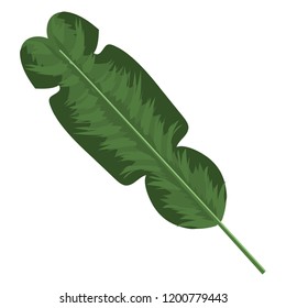 Plant leaf isolated