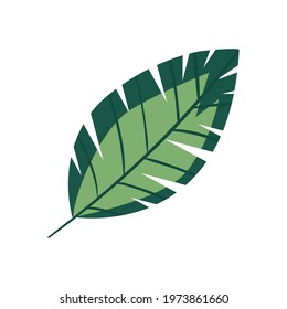 plant leaf on white background