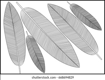 Plant leaf on white background. - Illustration
Banana, Climate, Palm Tree, Plant, Tropical Climate