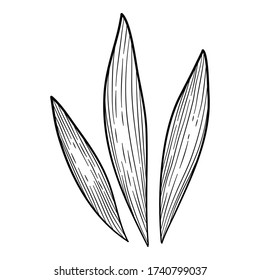 Plant leaf set icon. Hand drawn illustration of plant leaf set vector icon for web design
