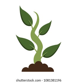 Plant with leaves
