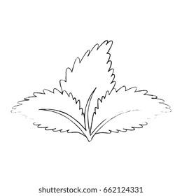 Plant with leaves