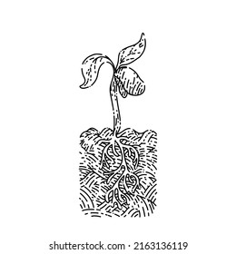 plant leaves appeared sketch hand drawn vector green foliage, tree brancj, spring organic sprout, flower nature