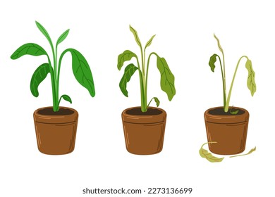 Plant leaves become wilted through heat, loss of water, or disease. Houseplant stress. Plant dehydration stages. Vector hand drawn illustration. EPS10