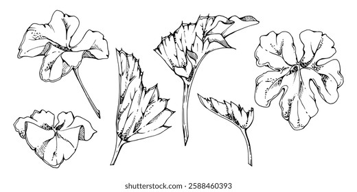 plant leaves of flower, bush tree foliage hand drawn vector ink, cloudberry alchemilla ladys mantle geranium. Isolated botanical illustration set. Wedding florist, scrapbooking decoupage, cosmetics