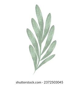 plant leaves herb watercolor art drawn