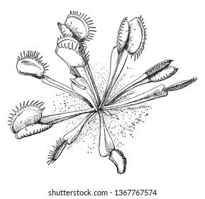 The plant leaves are like two disc attached. The structure of the traps made of each leaf, which is a short hair on their inner surfaces. When a insect sits in the leaf, the leafs gets closed, vintage