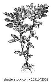 The plant leaves are long pinnate leaflet. The bean is broad and oval shaped, seed develop in pod, vintage line drawing or engraving illustration.