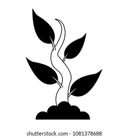 Plant with leaves on black and white colors