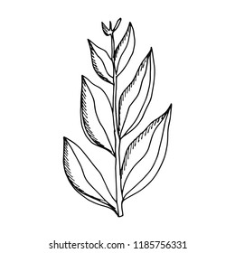 plant with leaves on the stem sketch isolated.