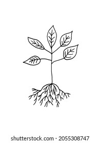 plant with leaves and roots isolated on white background. doodles