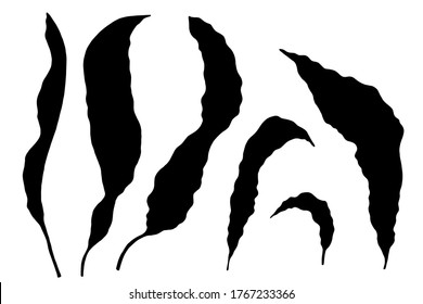 Plant, leaves, seaweed black silhouette. Isolated on white background hand drawn set