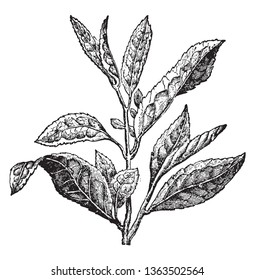 Las hojas de la planta son simples y el margen serranizado. Las hojas se organizan en sentido opuesto, dibujo vintage de líneas o ilustración de grabado.