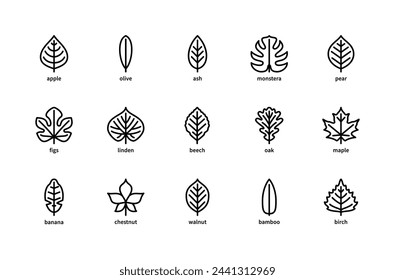 Plant leaves and their name vector linear icons. Plant leaves apple, olive, ash, monstera, pear, figs, linden, beech, oak and more. Isolated icon collection of leaves plants on white background.