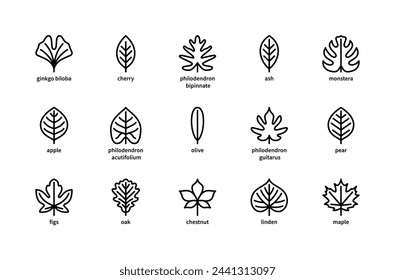 Plant leaves and their name vector linear icons. Plant leaves ginkgo biloba, cherry, ash, philodendron, monstera, apple, olive and more. Isolated icon collection of leaves plants on white background.