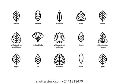 Plant leaves and their name vector linear icons. Plant leaves walnut, banana, bamboo, birch, beech, philodendron, olive, pear and more. Isolated icon collection of leaves plants on white background.