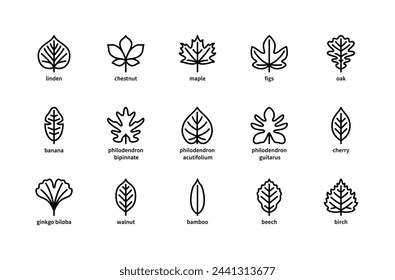 Plant leaves and their name vector linear icons. Plant leaves linden, chestnut, maple, figs, oak, banana, cherry, walnut and more. Isolated icon collection of leaves plants on white background.