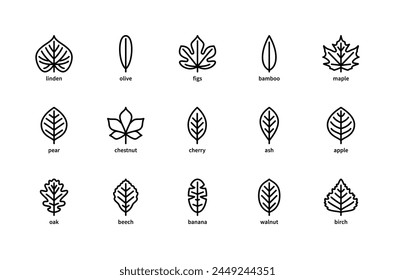 Plant leaves and their name vector linear icons. Plant leaves linden, olive, figs, bamboo, maple, pear, chestnut, cherry, ash, and more. Isolated icon collection of leaves plants on white background.