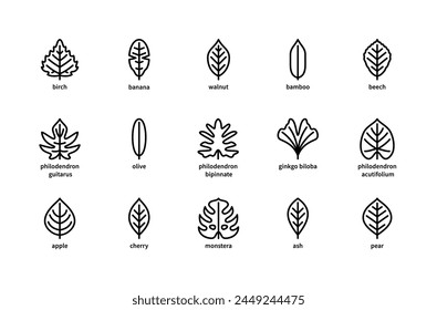 Plant leaves and their name vector linear icons. Plant leaves birch, banana, walnut, bamboo, beech, philodendron, olive and more. Isolated icon collection of leaves plants on white background.