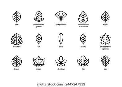 Plant leaves and their name vector linear icons. Plant leaves pear, philodendron, ginkgo biloba, apple, monstera, ash, olive and more. Isolated icon collection of leaves plants on white background.