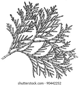 Plant Libocedrus decurreus (California Incense-cedar)