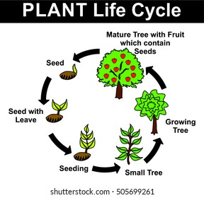 Plant Life Cycle (all stages: seed, seed with leave, seeding, small tree, growing tree, mature tree with fruit contain seeds) - Educational Material