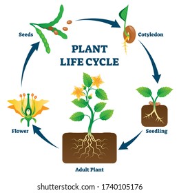 Plant life cycle vector illustration. Labeled educational development scheme with seeds, cotyledon, seedling, flower and adult example. Biology basics with reproduction explanation diagram drawing.