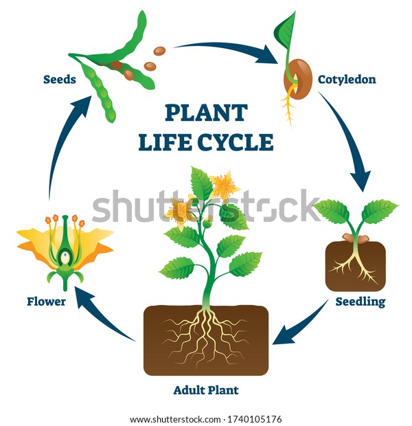 植物のライフサイクルのベクターイラスト 種子 子葉 苗 花 成人例を用いた 標識と教育開発計画 生物学の基礎と複製説明図 のベクター画像素材 ロイヤリティフリー
