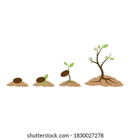 Plant life process illustrtation vector flat design