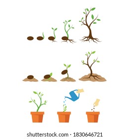 Plant life process illustrtation vector flat design