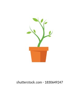 Plant life process illustrtation vector flat design