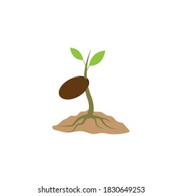 Plant life process illustrtation vector flat design