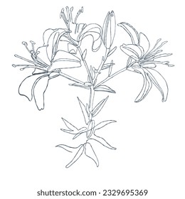 Planta. Lily. Dibujo con una línea continua. Ilustración del vector