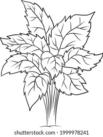plant line vector illustration isolated on white background.greenery