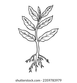 ilustración vectorial de línea de planta, aislada en fondo blanco, vista superior