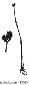 The Plant List includes 131 scientific plant names of species rank for the genus Fuirena. Leaf-sheaths scattered along stem; flowers in several groups, vintage line drawing or engraving illustration.