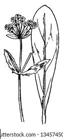 The Plant List includes 190 scientific plant names of species rank for the genus Valerianella. Here a leaf and flower are shown, vintage line drawing or engraving illustration.