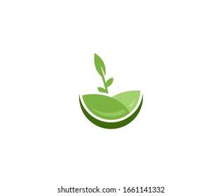 Plant logo leaf growth vector icon 