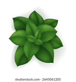 A plant with lush green leaves against a clean white background