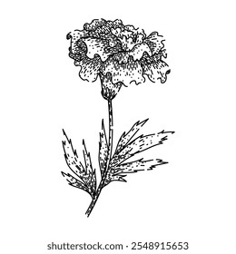 plant marigold hand drawn. garden bloom, yellow petals, annual perennial plant marigold vector sketch. isolated black illustration