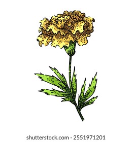 plant marigold hand drawn. garden bloom, yellow petals, annual perennial plant marigold vector sketch. isolated color illustration