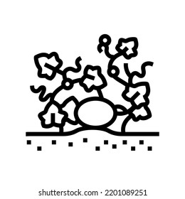 plant melon cantaloupe  line icon vector. plant melon cantaloupe  sign. isolated contour symbol black illustration